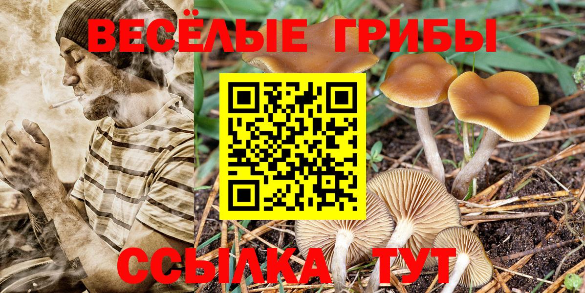 Галлюциногенные грибы Psilocybine cubensis Елец